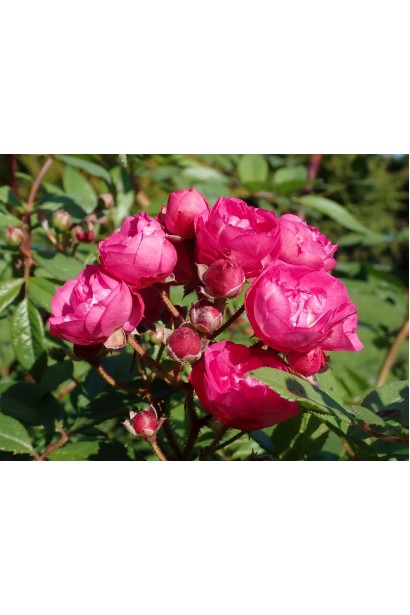 Троянда мускусна Дінкі - пишні суцвіття